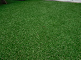 VD4 Green Topper